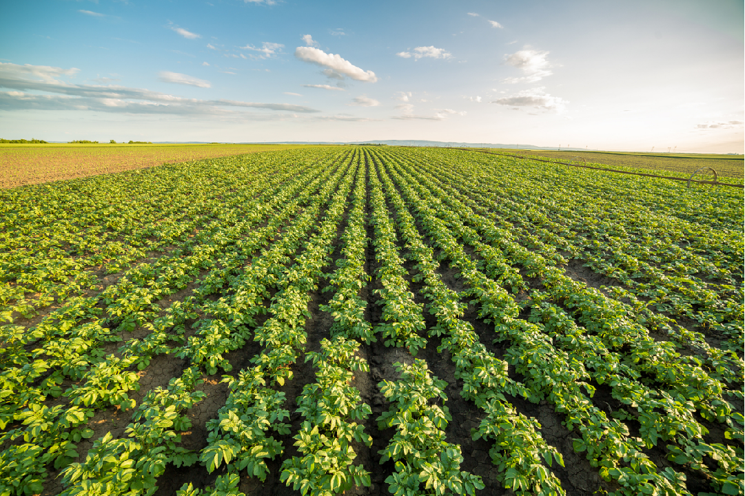 Potato field for French fries production